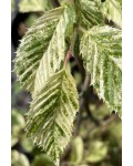 Граб обыкновенный пестролистый | Граб звичайний строкатолистий | Carpinus betulus variegata